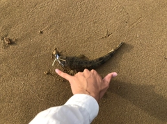 マゴチの釣果