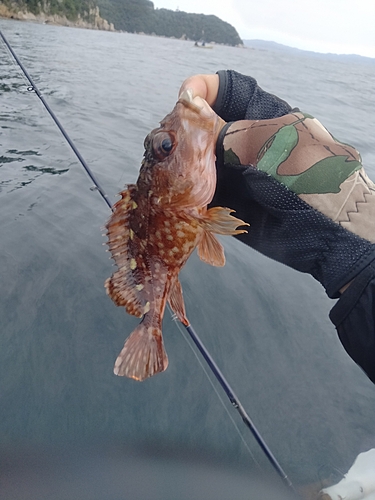 カサゴの釣果