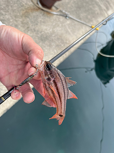 ネンブツダイの釣果