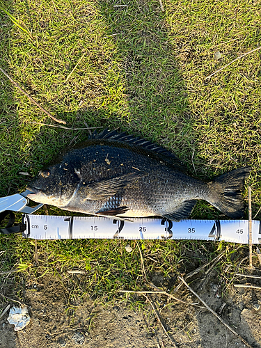 チヌの釣果