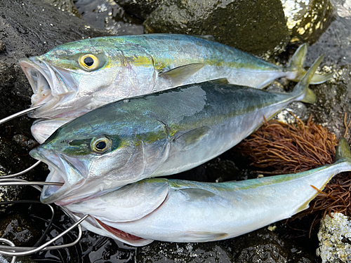 フクラギの釣果