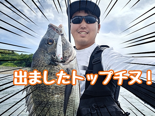 チヌの釣果