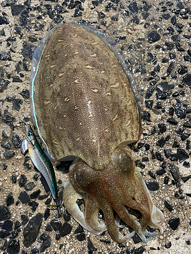 コウイカの釣果