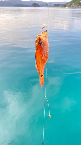 ネンブツダイの釣果