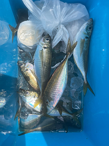 アジの釣果