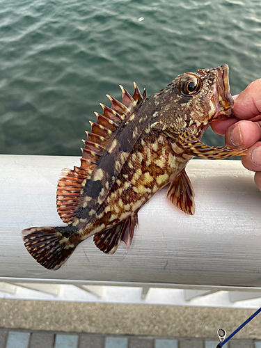 カサゴの釣果