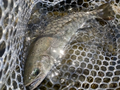 アマゴの釣果