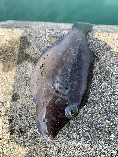 キタマクラの釣果