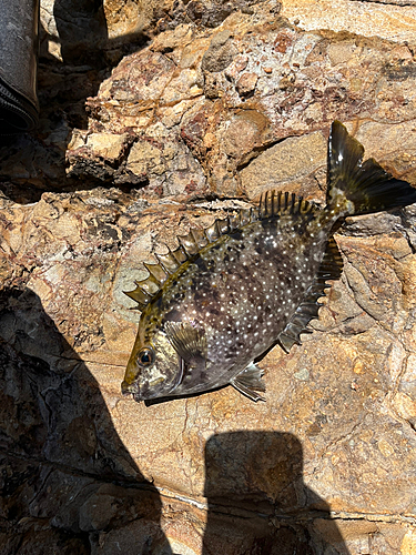 アイゴの釣果