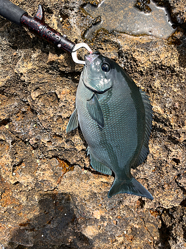 メジナの釣果