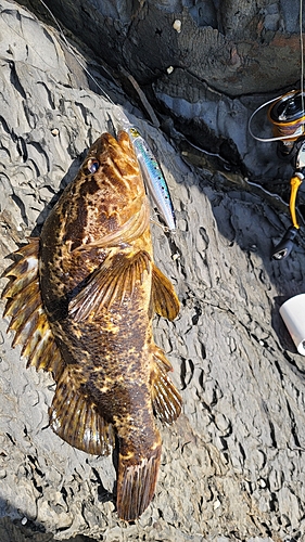 ベッコウゾイの釣果