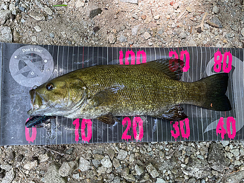 スモールマウスバスの釣果