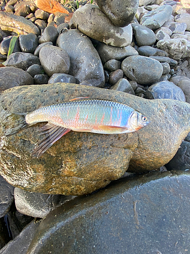 オイカワの釣果