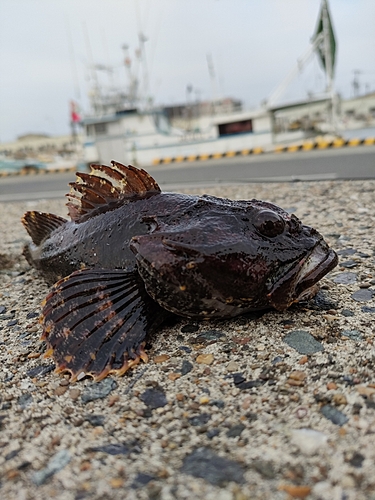 カジカの釣果