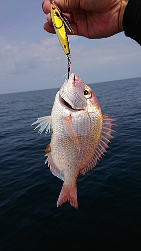 レンコダイの釣果