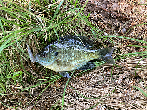 ブルーギルの釣果