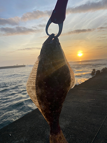 ソゲの釣果