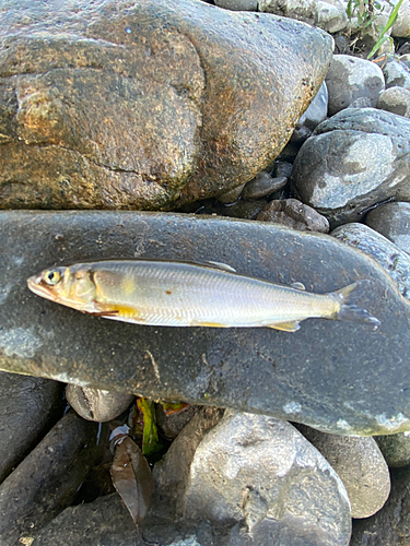 アユの釣果