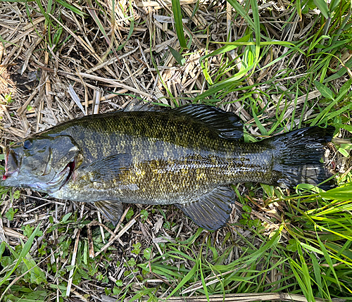 スモールマウスバスの釣果