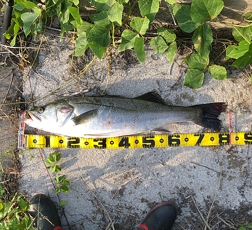 シーバスの釣果