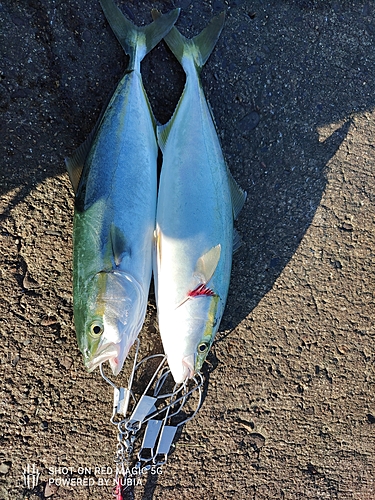 イナダの釣果