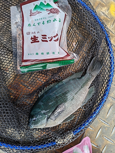 クロの釣果