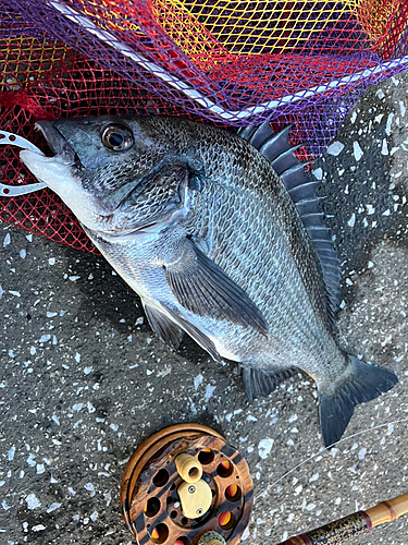 クロダイの釣果