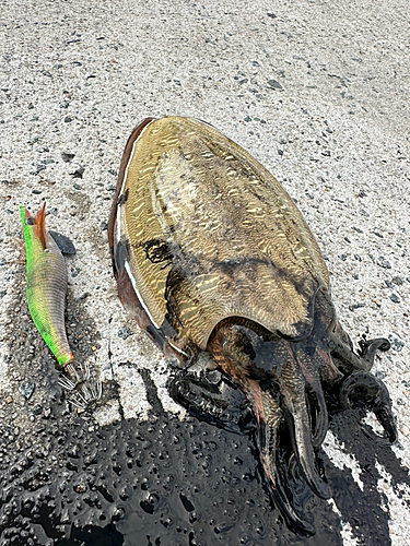 モンゴウイカの釣果