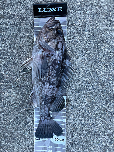 クロソイの釣果