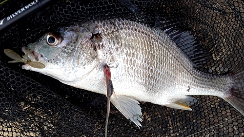 キビレの釣果