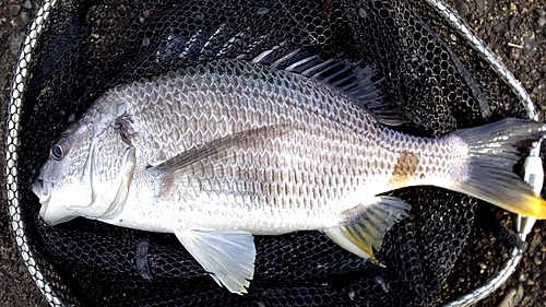 キビレの釣果