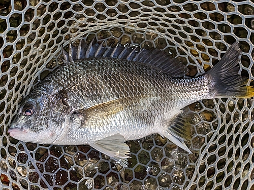 キビレの釣果