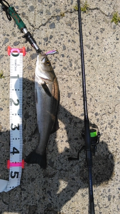 シーバスの釣果