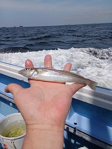 キスの釣果