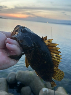 タケノコメバルの釣果