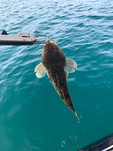 マゴチの釣果