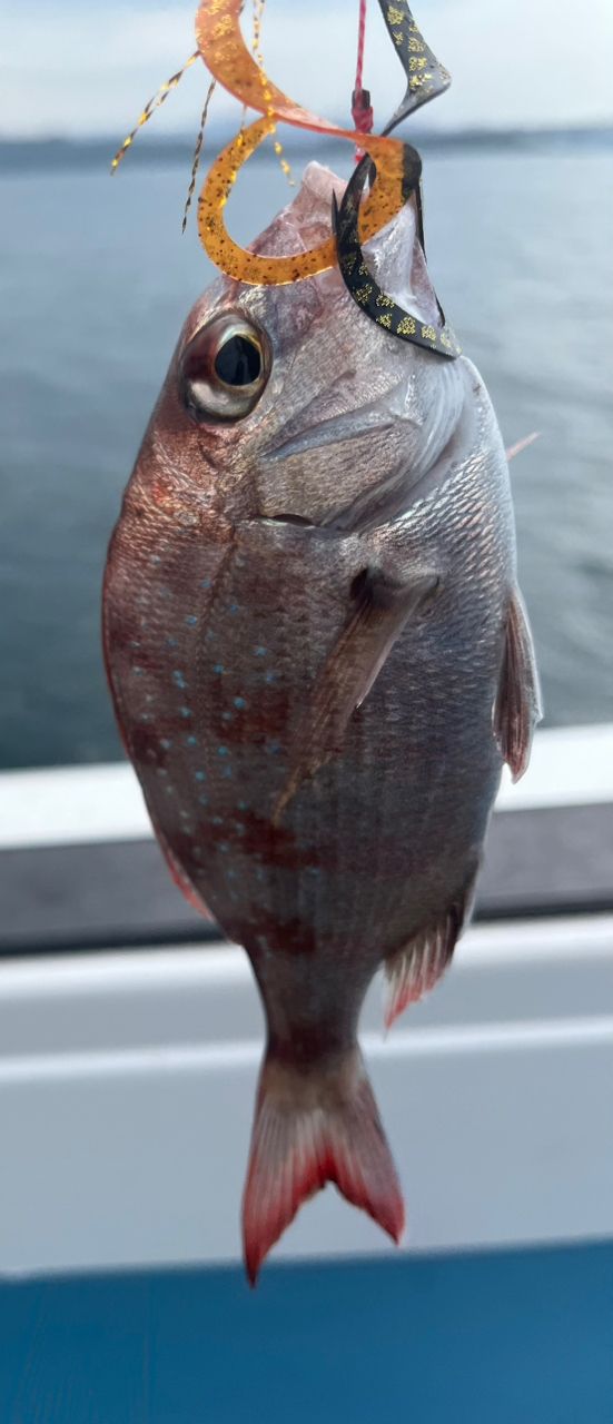 赤バードさんの釣果 3枚目の画像