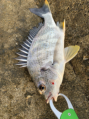 キビレの釣果