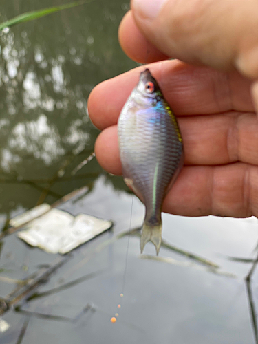 タナゴの釣果