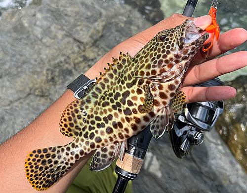 カンモンハタの釣果