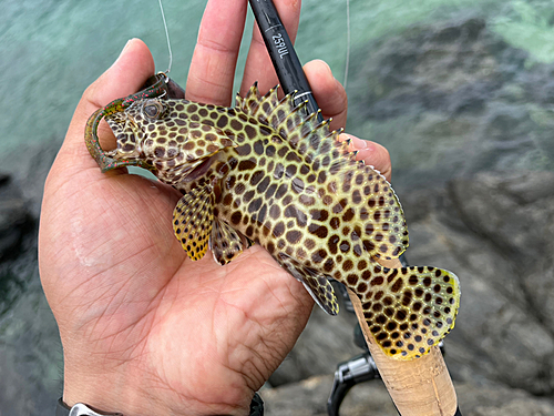 カンモンハタの釣果