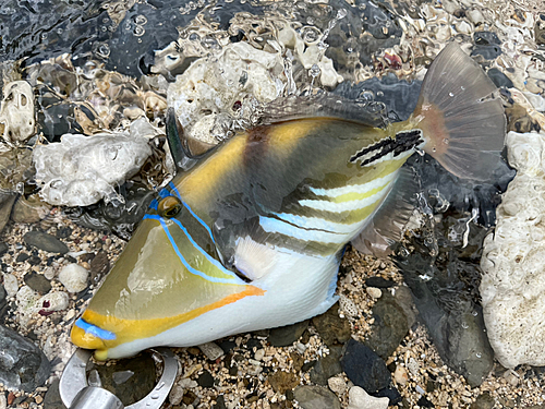 ムラサメモンガラの釣果