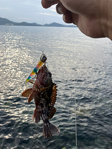 アラカブの釣果