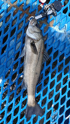 フッコ（マルスズキ）の釣果