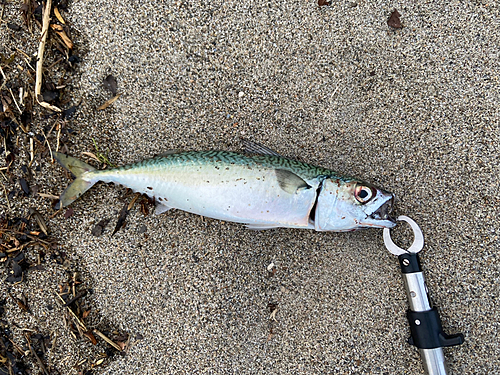 サバの釣果