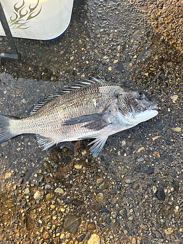 クロダイの釣果