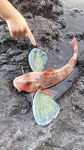 ホウボウの釣果