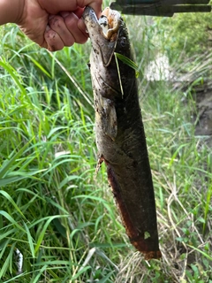 ナマズの釣果