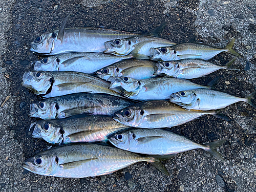 アジの釣果