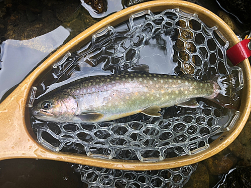 イワナの釣果